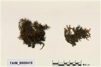 藏品(長喙苔屬)的圖片